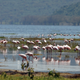 Flamingos crowd together in Lake Nakuru, Kenya, Aug. 27, 2020